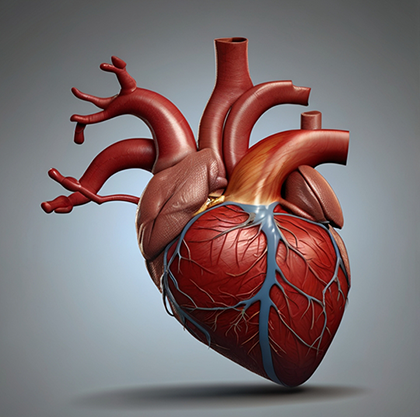 heart